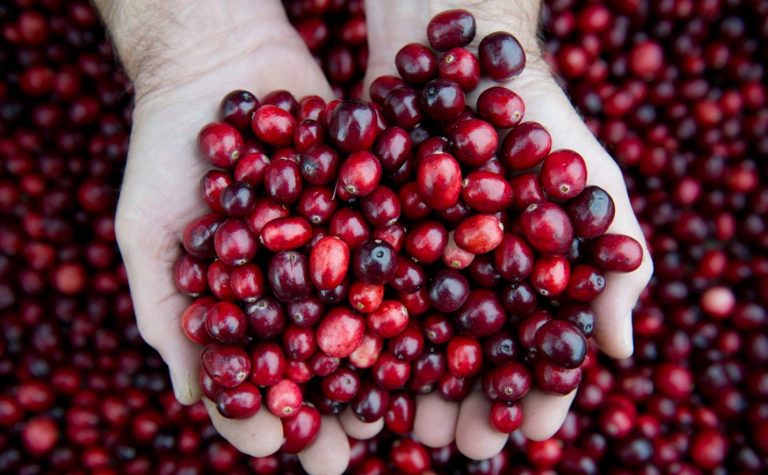 Does Cranberry Juice Really Cure UTIs? The Truth Unveiled