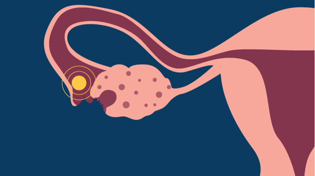 Ovulation 101: How to Know You’re Fertile and Ready to Conceive