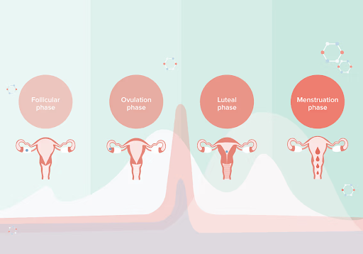 Phases of Menstrual Cycle
